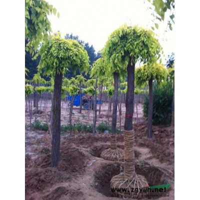 山东金叶垂榆 山东垂柳 山东香花槐