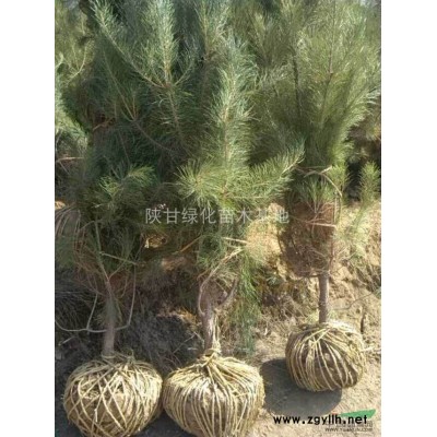 陕西1.5米-2.5米油松大量低价供应,榆林油松低价出售