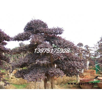 绿化苗木价格 6公分红枫价格 供应绿化苗木---6公分红枫