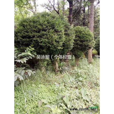 云南地区供应小叶黄杨