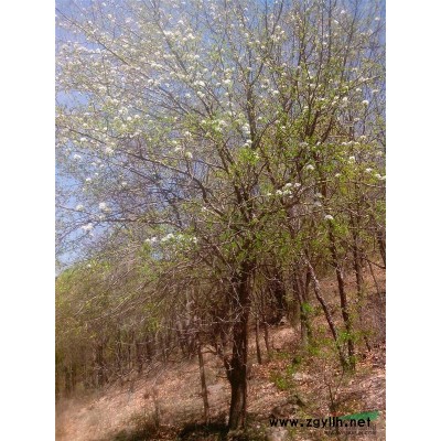 红瑞木绿化苗木