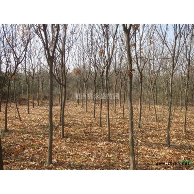 红绿梅（地径）2-10cm