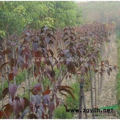 茶花，茶花供应，茶花价格，茶花图片