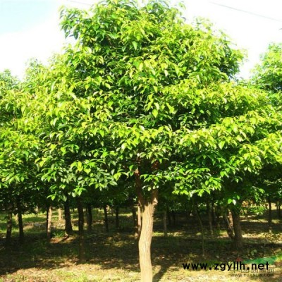 江西紫荆  供应，紫荆花出售