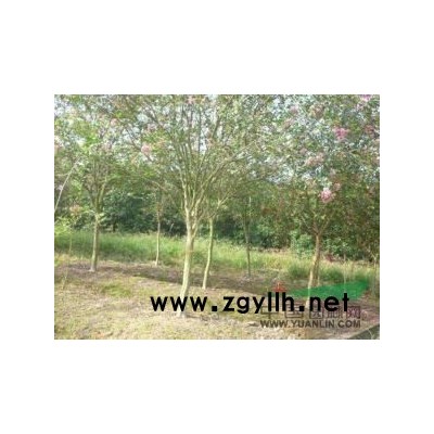 嵊州供应丛生桂花