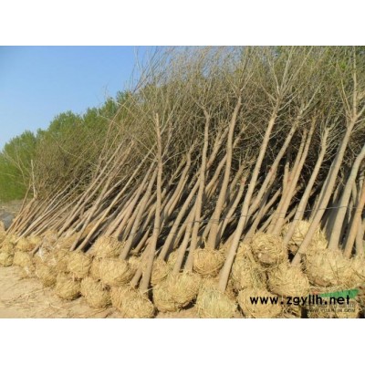 1--6公分白蜡树苗价格