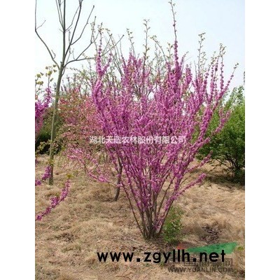 精品乌桕热售中，胸径在8——14公分之间