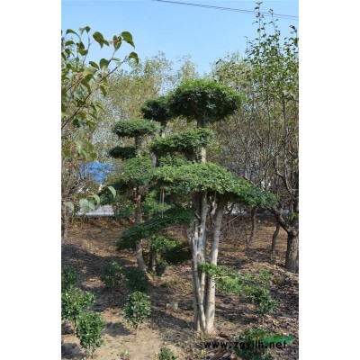 出售大型 对节白腊丶大型梨树丶枣树丶冬青球