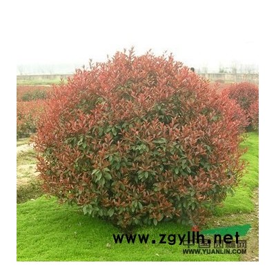 红叶石楠球 处理价出售