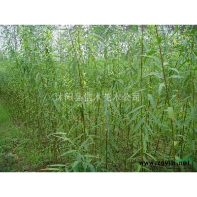 栾树、合欢、垂柳、扬树、榉树、国槐