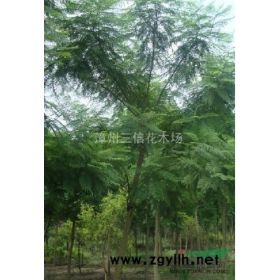 华棕（老人葵）