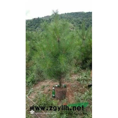 1.2-1.5米油松苗
