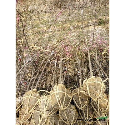 求购米径12公分紫薇53株