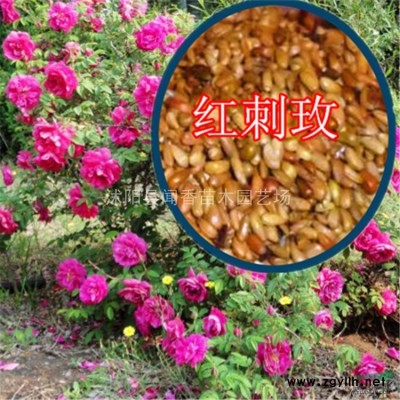 红叶小檗 紫叶小檗苗木批发 规格40~50高度 农户直销
