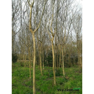 紫薇5公分行情报价\紫薇5公分图片展示