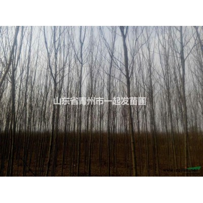 核桃树！山东青州出售各规格核桃树