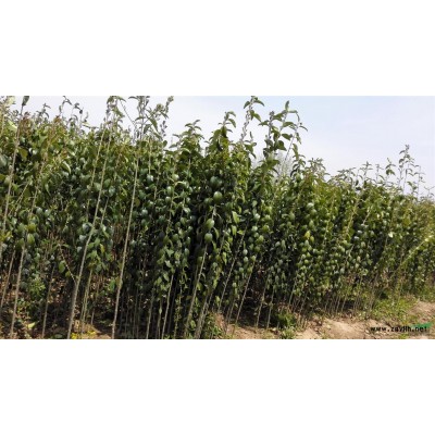 江苏大叶女贞供应 大叶女贞价格