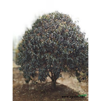 提供金桂桂花树（大树）