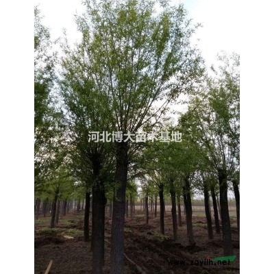 供应国槐 速生柳 垂柳 刺槐 法桐等各种大乔木