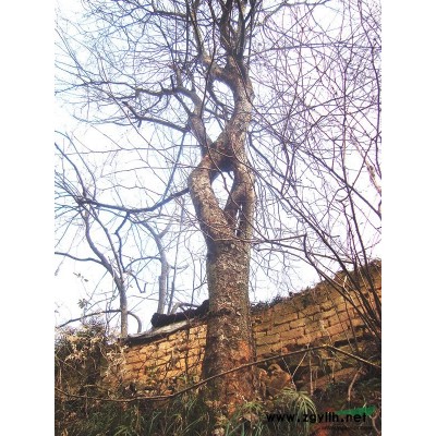 鸳鸯造型  野生花皮油树