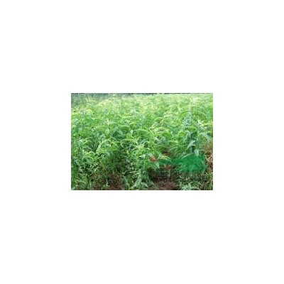 安徽肥西供应红叶石楠球