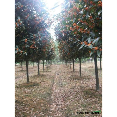 百年大红紫薇！欲购从速！