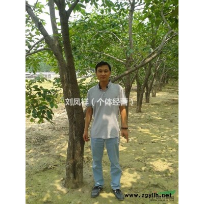 自家柿子树销售