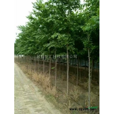 山东聊城大量供应组培白榆