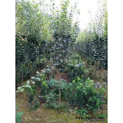 供应海棠、冬青