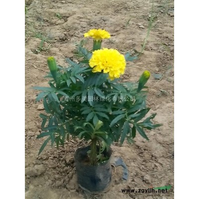 山东青州优质冬青大量批发