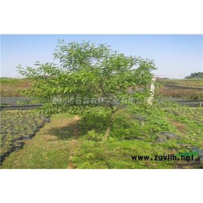 印度檀香种植基地｜檀香苗木｜印度檀香苗木供应｜谷霖种植