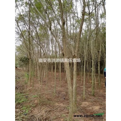 蓝花楹5-18公分地苗、袋装苗批发