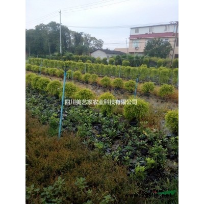 5~30公分桂花，树形好，质优价廉