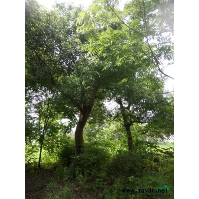 出售香樟树
