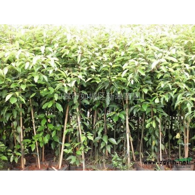 出售枇杷树地径3-4-5公分