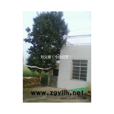 湖南供应：10-15公分广玉兰