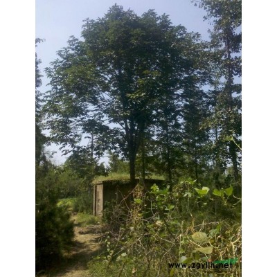 松树价格 临沂松树 黑松 油松 樟子松