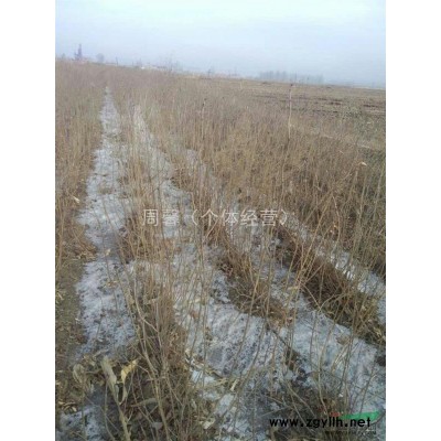 吉林省长春市供应大叶丁香