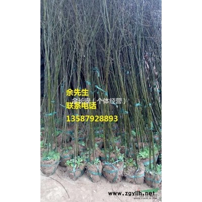 大量供应朴树小苗、丛生小朴树等绿化小苗