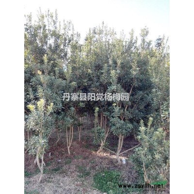 出售大批杨梅树