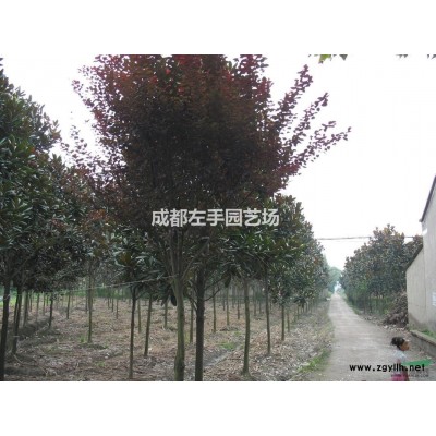 工程绿化苗木乔木水杉及小苗、垂柳、国槐、木芙蓉、油橄榄