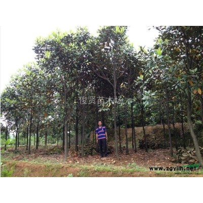 湖南地区供应红花继木