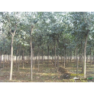 江苏正州园林苗木场供应紫薇2-10公分