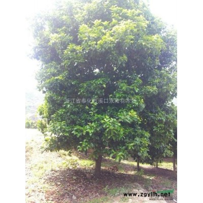 浙江宁波羽毛枫 羽毛枫供应