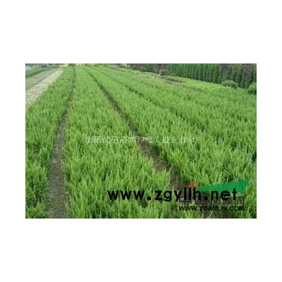 柏树家乡自种优质树苗