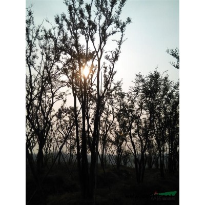 大量低价供应各种规格朴树