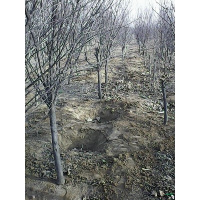 供应各种绿化工程苗木