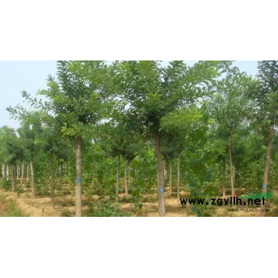 保鲜快递80-150公分高黄山栾树小苗价格报价