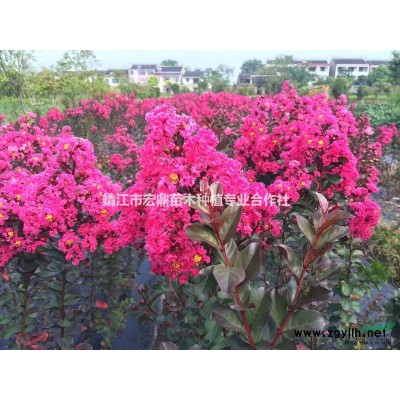 江苏出售米径3-9公分红榉树，*新红榉树报价