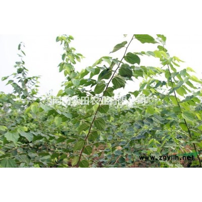 供应1-5公分优质大叶女贞